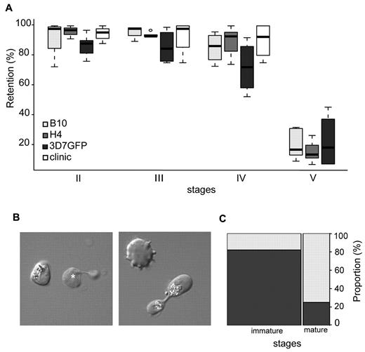 Figure 2. Retention in microsphilters of immature and mature GIEs. (A) Retention in microsphilters of stages II, III, IV, and V GIE from different P falciparum clonal lines (B10, H4, and 3D7GFP) in culture or directly collected from the blood of a hyposplenic patient treated for a malaria attack (clinic). Immature GIEs (stages II-IV) are retained by the microsphilters while mature GIEs (stage V) flow through. (B) Differential interference contrast images of paraformaldehyde-fixed GIEs as they flow through the microsphilters. Immature stages (left panel) keep a convex oval or round shape, unlike uninfected erythrocytes (white star), whereas a majority of mature GIEs are twisted and dumbbell-shaped (right panel). (C) Graphical representation for the proportion of GIEs showing a regular (dark gray) or twisted (light gray) shape in a population of immature (n = 100) and mature (n = 36) GIEs (χ2 test, P = 1 × 10−9).