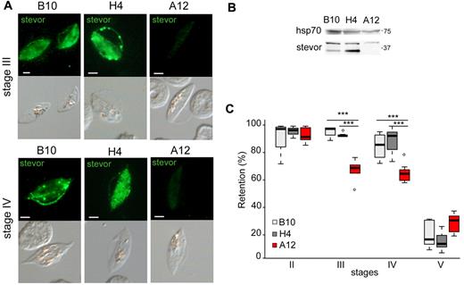 Figure 4. Decrease in STEVOR expression is associated with an increase in deformability of immature GIEs. (A) Immunofluorescence analysis of STEVOR expression in stage III and stage IV GIEs from the B10, H4, and A12 clones. GIEs were stained with a pool of mouse polyclonal antibodies directed against STEVOR proteins followed by anti–mouse Alexa-488–conjugated IgG. Signal intensity was analyzed by ImageJ Version 6 on at least 30 pictures taken under identical exposition conditions for each clone. Bars represent 2 μm. (B) Western blot analysis of STEVOR expression in stage III and stage V GIEs from the wild-type and the SFM parasites. Immunoblots were probed with a pool of mouse polyclonal antibodies directed against STEVOR proteins and with a mAb directed against HSP70. (C) Retention in microsphilters of stages II, III, IV, and V GIEs from the B10 (light gray), H4 (dark gray), and A12 (red) clones. ***Highly significant differences in retention rates (P < .01). Outliers are shown as open circles.