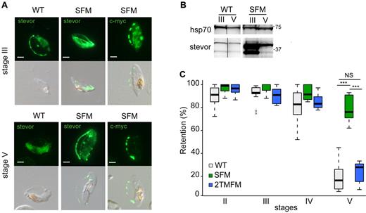 Figure 5. Stevor overexpression is associated with a decrease in deformability of mature GIEs. (A) Immunofluorescence analysis of STEVOR expression in stage III and stage V GIEs from the wild-type (WT) and the SFM parasites. GIEs were stained with a pool of mouse polyclonal antibodies directed against STEVOR proteins or with anti–c-myc mAb followed by anti–mouse Alexa-488–conjugated IgG. Bars represent 2 μm. (B) Western blot analysis of STEVOR expression in stage III and stage V GIEs from the WT and the SFM parasites. Immunoblots were probed with a pool of mouse polyclonal antibodies directed against STEVOR proteins and with a mAb directed against HSP70. Vertical lines have been inserted to indicate a repositioned gel lane. (C) Retention in microsphilters of stages II, III, IV, and V GIEs from different WT P falciparum clonal lines (WT representing B10, H4, and 3D7GFP clones, in gray), from the SFM parasite line overexpressing a c-myc–tagged copy of the PFF1550w stevor gene (green) and the 2TMFM parasite line overexpressing a c-myc-tagged copy of the PFA0680c Pfmc-2TM gene (blue). ***Highly significant differences in retention rates (P < .01). Outliers are shown as open circles. NS indicates not significant.