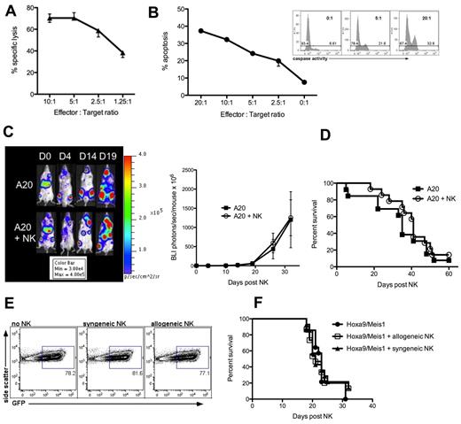 Figure 1. Adoptive transfer of NK cells fails to control the growth of tumor targets shown to be NK-sensitive in vitro. (A) Specific lysis of chromium labeled A20 tumor cells by IL-2–stimulated C57BL/6 NK after a 4-hour incubation. Median ± error is shown. (B) Primary AML cells (C57BL/6, H-2b) did not uptake chromium and apoptosis was detected by flow cytometric caspase activation assay after a 2-hour incubation with IL-2 stimulated Balb/c NK cells. Inset shows an example of caspase activity flow cytometry plots. Median ± error is shown. (C) Tumor burden by BLI of Balb/c mice receiving 1 × 106 luciferase-expressing A20 tumor cells on day −7, followed on day 0 by TBI, BM rescue and a concurrent infusion of 0.5 × 106 C57BL/6 NK cells (bottom panel) or PBS (top panel). One representative mouse from each group is shown (left), and summary statistics with n = 4 per group (right). (D) Survival of mice bearing disseminated A20 lymphoma treated with TBI and BM rescue with or without NK cells; P = .62. (E) Tumor burden by flow cytometry of BM from C57BL/6 mice 26 days after injection of 1 × 103 gfp+ Hoxa9-Meis1 leukemia with or without 1 × 106 NK cells (allogeneic FVB, H-2q; syngeneic C57BL/6, H-2b) after TBI and BM rescue. Gated on total live cells. (F) Survival of mice receiving allogeneic (FVB H-2q) or syngeneic (C57BL6 H-2b) NK cells along with Hoxa9-Meis1 leukemia; P = .93. Data are representative of at least 3 experiments with at least 4 mice per group (A,C,E), or are a composite of 2 experiments with n = 13 to 14 per group (D,F).