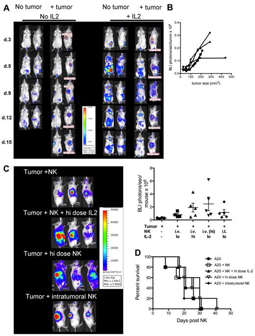 Figure 2. NK cells traffic to and accumulate within tumor sites. (A) Trafficking of C57BL/6 luc+ NK cells to A20 tumor implanted subcutaneously in Balb/c recipients. Red circles indicate tumor site and size; control groups received NK cells without tumor implantation. ROI quantification indicates photons/s/area and correlates with the number of NK cells within the site. Mice received PBS (left) or recombinant human IL-2 5 × 104 units intraperitoneally every second day (right). One mouse representative of each group is shown. (B) Quantification of NK-cell accumulation by BLI in the group receiving no IL-2. NK-cells accumulate in proportion to tumor growth. Each line represents an individual mouse. Results are representative of 5 individual experiments with up to 5 mice per group. (C) NK-cell homing and accumulation on day 14 within tumor-bearing Balb/c mice receiving standard-dose (1 × 106) freshly isolated C57BL/6 NK; standard-dose NK in combination with high-dose IL-2 (5 × 105 units daily for 14 days); high-dose NK cells (6 × 106) stimulated ex vivo in IL-2 for 5 days; or intratumoral standard-dose NK. Unless stated otherwise all groups received standard-dose IL-2 5 × 104 units every second day. NK cells were derived from luciferase-transgenic animals. Three mice from each group are shown (left panel) and BLI is quantified (right panel). ANOVA P = .18 for differences in BLI between the different groups. (D). Survival of animals in (C); P = .88. Results are representative of 2 experiments containing 5 mice in each group.