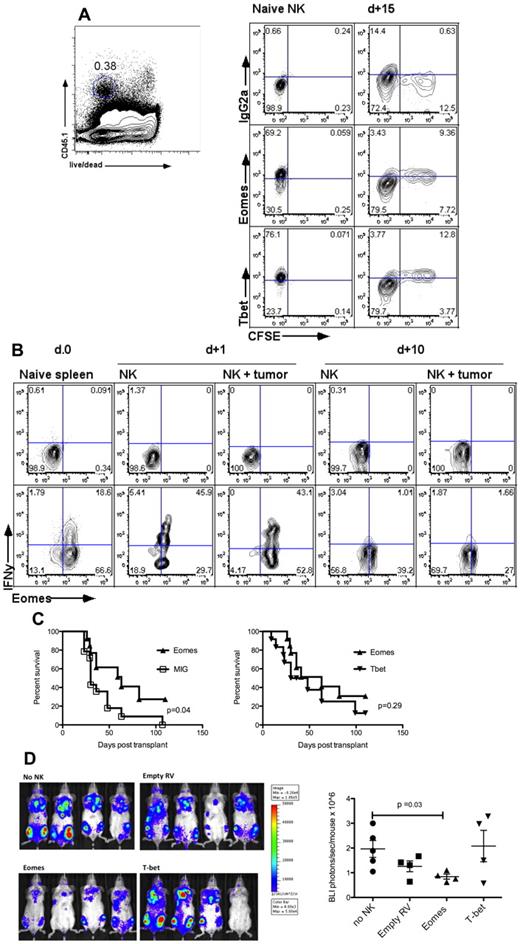 Figure 7. Transcription factors Eomesodermin and T-bet are down-regulated on exposure to tumor and on proliferation. (A) Levels of Eomesodermin and T-bet fall with cell proliferation. Gates were set using isotype controls as shown in the top row for each analysis. Naive NK cells were analyzed fresh and hence were not CFSE-labeled. NK cells reisolated at D+ 15 after adoptive transfer into nontumor-bearing hosts were isolated using the expression of congenic markers, as shown in the left panel. (B) Eomes expression and IFNγ production decrease over time. NK cells were reisolated 1 or 10 days after transfer without or with 1 × 105 Hoxa9-Meis1 leukemia cells. Gates are set using isotype controls, as shown in the top row. Naive spleens are depicted for comparison in the left column. (C) Sorted C57BL/6 NK cells were transduced with Eomes, T-bet, or control vector and injected with A20 cells at an E/T ratio of 5:1 into irradiated Balb/c recipients. Overexpression of Eomes, and not T-bet, leads to a significantly prolonged survival compared with control treated NK cells. (D) Tumor burden is reduced in mice receiving Eomes-transduced NK cells. Sorted C57BL/6 NK cells were transduced with Eomes, T-bet, or control vector and injected with luc+ A20 cells at a 5:1 ratio into irradiated Balb/c recipients. BLI on D+8 after injection shows a significant reduction in tumor burden among mice receiving Eomes-transduced NK cells compared with no NK cells. T-bet or control vector treated NK cells did not show a significant reduction in tumor burden. Results are representative of 3 (A) or 2 (B-D) individual experiments, or are a composite of 3 independent experiments with a total of 13 to 14 mice per group (C).