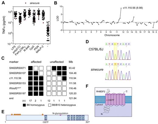 Figure 1. A recessive mutation in Rhbdf2 is associated with reduced TLR-induced TNFα secretion. (A) Phenotype of the index sinecure mouse. Peritoneal macrophages from 62 G3 descendants of ENU-mutagenized sires were stimulated with a panel of TLR ligands, and TNFα production measured by L-929 bioassay. Genome-wide (B) and fine (C) mapping of the sinecure mutation to distal chromosome 11. (D) A homozygous transversion mutation in Rhbdf2, corresponding to an isoleucine to phenylalanine missense mutation (E) in the N-terminal transmembrane domain (TM) of iRhom2 protein. Predicted phosphorylation (P) and glycosylation sites are also indicated. (F) Topology of the iRhom2 protein, indicating the position of the sinecure missense mutation.