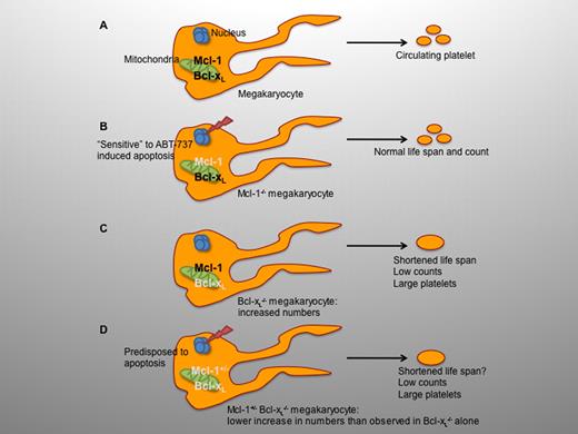Schematic drawing of pro- and antisurvival proteins in thrombopoiesis. (A) In mature megakaryocytes platelet production is coordinately regulated by the balanced expression of the prosurvival members Bcl-xL and Mcl-1. (B) Loss of Mcl-1 does not affect platelet production and platelet lifetime. However, when challenged by the proapoptotic ABT-737 substance, Mcl-1 deficient megakaryocytes are more “sensitive” to cell death. (C) Megakaryocyte-specific loss of Bcl-xL leads to severely reduced platelet life span, low platelet counts, and increased platelet volume. In addition, mice with megakaryocyte-specific loss of Bcl-xL have higher megakaryocyte numbers in the bone marrow as a compensatory mechanism to boost platelet production. (D) Megakaryocyte-specific loss of Bcl-xL and 1 allele of Mcl-1 results in low platelet counts and enlarged platelets, similar to the phenotype observed in Bcl-xLPf4Δ/Pf4Δ mice. However, Bcl-xLPf4Δ/Pf4Δ Mcl-1+/Pf4Δ megakaryocytes are prone to premature cell death leading to megakaryocyte numbers lower than those found in Bcl-xLPf4Δ/Pf4Δ mice. Megakaryocyte-specific loss of Bcl-xL and Mcl-1 leads to hemorrhage and mortality (not shown).