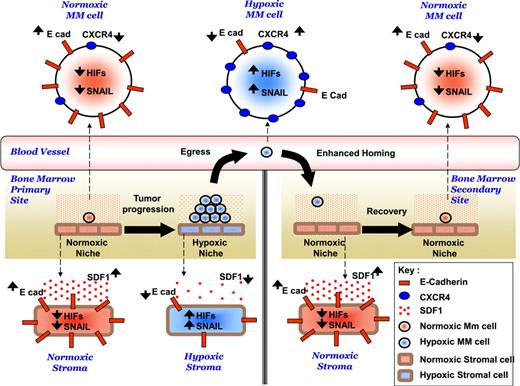 Hypothesized mechanism of role of hypoxia in the dissemination of MM. Tumor progression induces hypoxia in the MM cells and other cells in the BM microenvironment. Hypoxia activates EMT-related machinery in MM cells and stromal cells, including activation of HIFs, activation of SNAIL, and decreased expression of E-cadherin, which leads to decreased adhesion of MM cells to the BM, decreased SDF1α secretion from stroma, and enhanced egress of MM cells to the circulation. In parallel, hypoxia increases the expression of CXCR4, and consequently increases the migration and homing of MM cells in to the BM to form metastasis to new BM niches. Taken from Figure 8 in the article by Azab et al that begins on page 5782.
