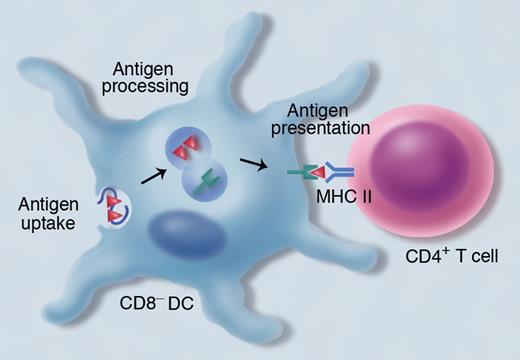 CD8− dendritic cells (DCs) are crucial for the presentation of exogenous antigens within major histocompatibility complex (MHC) class II to CD4+ T cells. Exogenous antigens are endocytosed into vesicles, where the antigens are processed and the peptides bind to MHC class II. Professional illustration by Marie Dauenheimer.