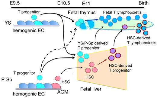 Development of T lymphocytes directly from the hemogenic endothelium during early development. Illustration provided by Mervin C. Yoder (Herman B Wells Center for Pediatric Research).