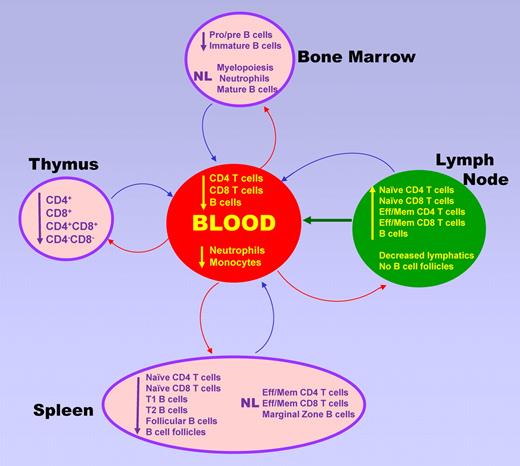 Skewed leukocyte compartmentalization in immune organs in a CXCR41013 knock-in mouse model of WHIM syndrome. NL indicate normal; and eff/mem, effector/memory.