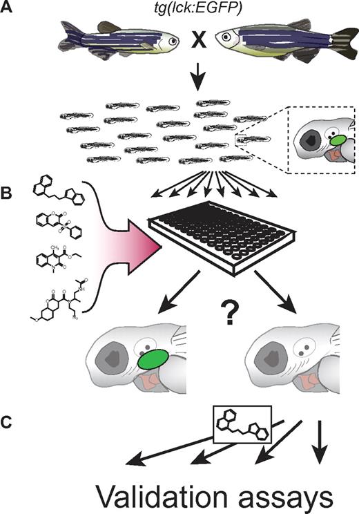 Zebrafish screen for potential T-ALL therapeutics. (A) Adults carrying a transgene that fluorescently labels T cells (lck:EGFP) are mated. Resulting embryos have fluorescent T cells in the thymus (green oval in magnified embryo schematic). Immature T cells in embryos are posited to be similar to malignant lymphoblasts. (B) Five-day-old embryos are arrayed into 96-well plates and incubated with different compounds from a small molecule library. Forty-eight hours later, embryos are observed to determine general health, and examined for normal (left embryo) or decreased (right embryo) T-cell numbers, visible as reduced fluorescence. (C) Effective compounds are further verified and tested in follow-up assays.