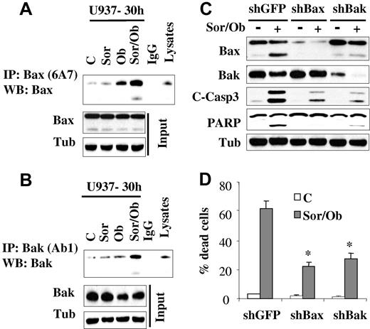Figure 3. Exposure to sorafenib/obatoclax results in Bak and Bax conformational change while knockdown of these molecules markedly attenuates cell death. U937 cells were exposed to sorafenib (7.5μM) and obatoclax (1.5μM) alone or in combination for 30 hours after which cells were lysed in buffer containing 1% CHAPS; conformationaly changed Bax (A) and Bak (B) proteins were immunoprecipitated using anti-Bax 6A7 and anti-Bak Ab1 Abs, respectively, and subjected to Western blot analysis using polyclonal Bax or Bak Abs. Input lysates were also subjected to Western blot analysis to monitor Bax and Bak protein levels. (C) U937 cells stably transfected with shRNA against GFP (shGFP), Bax (shBax), or Bak (shBak) were treated with sorafenib (7.5μM) and obatoclax (1.5μM), for 48 hours after which protein lysates were prepared and subjected to Western blot analysis. Alternatively, the extent of cell death was determined using the 7-AAD staining assay (D). Values represent the means for 3 separate experiments ± SD * = significantly lower than values obtained for shGFP cells (P < .01).