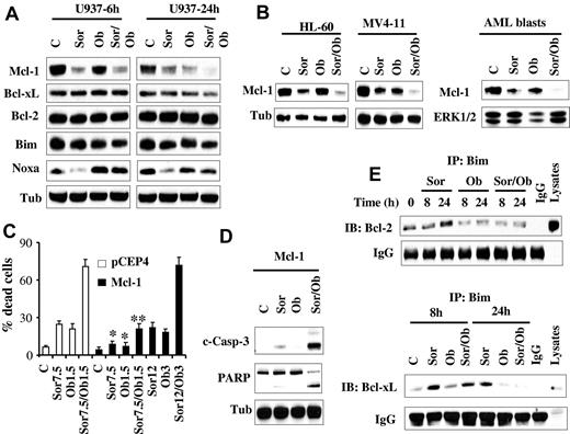 Figure 4. Sorafenib/obatoclax-mediated lethality involves Mcl-1 down-regulation. (A) U937 cells were exposed to sorafenib (7.5μM) and obatoclax (1.5μM) alone or in combination for 6 or 24 hours after which protein lysates were prepared and subjected to Western blot analysis using the designated Abs. (B) HL-60, MV4-11 cells, and primary blasts were treated with sorafenib (7.5μM for HL-60 cells and primary blasts; 75nM for MV4-11cells) and obatoclax (2μM for HL-60, and 0.5μM for MV4-11 and primary blasts) for 28 hours after which cells were lysed and protein lysates were subjected to Western blot analysis. (C) U937 cells ectopically expressing Mcl-1 or their empty vector control cells (pCEP4) were treated with the designated concentrations of sorafenib and obatoclax alone or in combination for 48 hours after which the extent of cell death was determined using the 7-AAD staining assay. Values represent the means for 3 separate experiments ± SD. *Significantly less than values for pCEP4 control cells; P < .05. **P < .01. (D) Alternatively, cleavage of PARP and caspase-3 in U937/Mcl-1 cells exposed to 12μM sorafenib and 3μM obatoclax was monitored by Western blot analysis. (E) U937 cells were treated with sorafenib (7.5μM) and obatoclax (1.5μM) individually or together for 8 or 24 hours after which cells were lysed and subjected to immunoprecipitation using Bim Abs. The immunoprecipitates were separated by SDS-PAGE and immunoblotted with either Bcl-2 (top panel) or Bcl-xL (bottom panel) Abs.