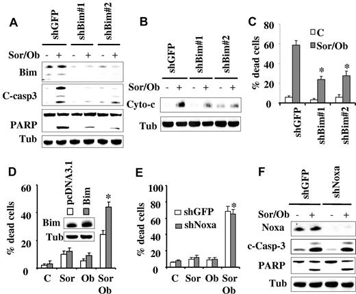 Figure 5. Knockdown of Bim, but not Noxa, significantly diminishes sorafenib/obatoclax-mediated cell death. (A) U937 cells were transfected with 2 shRNA constructs designed against Bim (shBim#1 and shBim#2), and one clone from each transfection was selected. These and shGFP control cells were exposed to sorafenib (7.5μM) and obatoclax (1.5μM) for 48 hours after which Western blot analysis was performed. (B) shBim#1 and shBim#2 cells were treated with sorafenib and obatoclax as in panel A for 6 hours after which the cytosolic fraction was isolated and subjected to Western blot analysis. (C) shBim#1, shBim#2, and shGFP cells were exposed to sorafenib and obatoclax as in panel A for 48 hours after which the extent of cell death was monitored by the 7-AAD staining assay. *Significantly less than values for shGFP control cells; P < .02. (D) U937 cells overexpressing wild-type Bim or their empty vector control (pcDNA3.1) were treated with sorafenib (7.5μM) and obatoclax (1.5μM) for 24 hours after which the percentage of dead cells was determined using the 7-AAD assay. *Significantly greater than values obtained for pcDNA3.1 cells (P < .05). (E) U937 cells in which Noxa was stably knocked down with shRNA and their control counterpart shGFP-transfected cells were exposed to sorafenib and obatoclax for 48 hours after which the extent of cell death was determined using the 7-AAD assay. *Not significantly different from values obtained for shGFP-transfected cells (P > .05). (F) Alternatively, cells were lysed and protein lysates subjected to Western blot analysis to monitor down-regulation of Noxa, and caspase-3 activation by Western blot analysis.