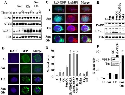 Figure 6. Role of autophagy in sorafenib/obatoclax-mediated lethality. (A) U937 cells were exposed to sorafenib (7.5μM) and obatoclax (1.5μM) for the designated intervals after which protein lysates were prepared and subjected to Western blot analysis. (B) U937 cells were stably transfected with LC3-EGFP, and EGFP-positive cells were sorted by FACS and exposed to sorafenib and obatoclax for 6 hours. Cells were then fixed and subjected to confocal microscopy. (C) Representative images with confocal microscopy of colocalized LC3-GFP (green) and LAMP1 (red) in U937 cells after 6-hour treatment with sorafenib (7.5μM) and obatoclax (1.5μM). Enlarged images of outlined areas are shown in supplemental Figure 5B. (D) U937 cells were pretreated with 3-MA (2.5 mM), chloroquine (CQ; 40μM), or bafilomycin A (BAF; 75nM) for 30 minutes, and exposed to sorafenib (7.5μM) and obatoclax (1.5μM) alone or in combination for an additional 16 hours after which the extent of cell death was monitored by the 7-AAD assay. *Significantly greater than values for cells not exposed to 3MA, CQ, or BAF; P < .01. (E) Alternatively, protein lysates were prepared from the indicated samples and subjected to Western blot analysis. (F) U937 cells in which VPS34 was stably knocked down with lentivirus-mediated shRNA and their control scrambled sequence counterparts (NC) were exposed to sorafenib (7.5μM) ± obatoclax (1.5μM) for 24 hours, after which the extent of cell death was determined using the 7-AAD assay. *Significantly different from values obtained for control cells (P < .05).