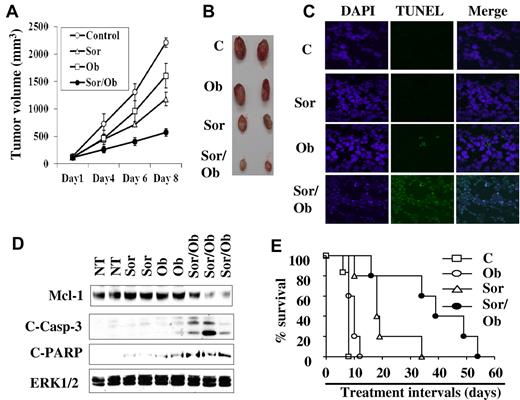 Figure 7. In vivo antileukemic activity of combined treatment with sorafenib and obatoclax. Nude mice were subcutaneously injected with U937 cells and subjected to treatment with sorafenib (80 mg/kg) and obatoclax (3.5 mg/kg) alone or together. Tumor volumes were measured at the indicated intervals (A), and pictures of 2 representative tumors for each group were obtained after 8 days of treatment (B). Xenograft-bearing mice were treated with sorafenib and/or obatoclax by IM administration twice over a 24-hour interval, after which tumors were excised, and either subjected to TUNEL analysis assays (C), or lysed, and subjected to Western blot analysis (D). (E) Kaplan-Meier survival plot for mice treated with sorafenib and obatoclax alone or in combination. The data shown are representative of 3 separate experiments each involving 5 mice/condition. The survival curves differed significantly between sorafenib/obatoclax and various other treatments (P = .001 to .04; log-rank test).