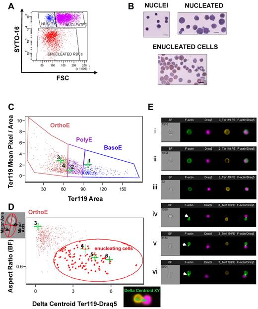 Figure 1. Focusing on a population of enucleating cells. (A) Flow cytometry was used to quantitate enucleation efficiency. Erythroid cells (Ter119+) at the final stage of the long-term in vitro enucleation cultures were gated based on their size (FSC) and DNA content (Syto-16). The populations FSChighSyto-16high (purple), FSClowSyto-16high (blue), and FSClowSyto-16low (red) were sorted and examined by cytospins (B) shown to correspond to nucleated erythroblasts, nuclei, and enucleated red blood cells, respectively. Bar represents 10 μm. (C) A novel analysis in ImagestreamX (Amnis) was used to identify enucleating erythroblasts (here produced in a fast in vitro enucleation assay) and visualize the distribution of cytoskeleton and signaling molecules during enucleation. Erythroblasts were first gated according to size (Ter119 Area) and intensity of staining for Ter119 (mean pixel/area) into basophilic (BasoE), polychromatophilic (PolyE), and orthochromatic (OrthoE) erythroblasts, as previously described.26 (D) Orthochromatic erythroblasts were then evaluated based on the following characteristics: “aspect ratio” of their shape (ratio of the minor axis/major axis) in bright-field image and “Delta centroid Ter119-Draq5,” calculated as the distance of the center of the Ter119-labeled erythroblast or reticulocyte from the center of the Draq5-labeled nucleus. The population of small cells with high Ter119 expression that also exhibited a low aspect ratio and high δ centroid Ter119-Draq5 (gated here by red elliptical) was enriched in enucleating cells. (E) Representative images of cells, stained with phalloidin–AlexaFluor-488, Ter119-PE, and Draq5, are shown along with their corresponding dot-points on the flow cytograms in panels C and D. F-actin was visible to form a CAR, shown by white arrowheads in subpanels Eiv, Ev, and Evi, in the cleavage furrow between incipient reticulocyte and pyrenocyte.