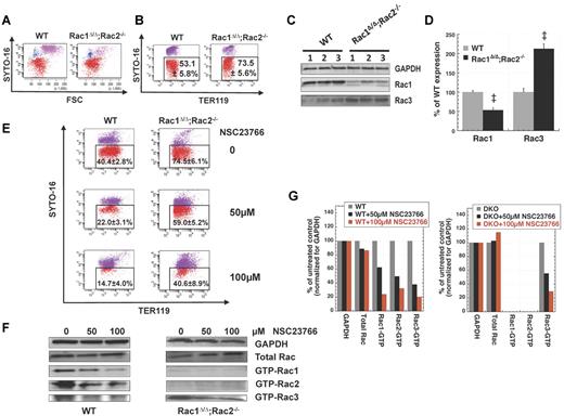 Figure 2. Rac1Δ/Δ;Rac2−/− erythroblasts do not demonstrate decreased enucleation. Total inhibition of Rac-GTPases is required to inhibit enucleation of erythroblasts in long-term in vitro erythropoiesis cultures. Representative flow cytograms per Syto-16 and FSC (A) and per Syto-16 and Ter119 expression (B) demonstrating that enucleation of Rac1Δ/Δ;Rac2−/− erythroblasts was more efficient than that of WT erythroblasts in parallel ex vivo erythropoiesis cultures. Percentages of SYTO16low/− cells (red) out of the Ter119+ cells are shown as mean ± SEM; n = 6. P < .05. (C) Up-regulation of Rac3 in Rac1Δ/Δ;Rac2−/− erythrocytes (representative example of 3 biologic repeats). Rac1Δ/Δ;Rac2−/− erythrocytes show residual Rac1 expression from Rac1flox/flox hematopoiesis with competitive advantage.18,27 (D) Densitometry of Rac1 and Rac3 expression in the above blot, expressed as percentage of the corresponding protein in WT red blood cells. (E) Pharmacologic inhibition of all Rac GTPases by NSC23766 at a dose of 50 and 100μM inhibited enucleation in WT (n = 8, P < .01 between 0 and 50μM, 0 and 100μM, and 50 and 100μM) and Rac1Δ/Δ;Rac2−/− erythroblasts (n = 5, P < .05 between 0 and 50μM, 0 and 100μM, not statistically significant between 50 and 100μM). (F) Rac1, Rac2, and Rac3 activity (GTP-bound isoforms) of WT and Rac1Δ/Δ;Rac2−/− erythroid cells at the enucleation stage of a long-term in vitro erythropoiesis culture after treatment with increasing concentrations of NSC23766 (representative blots of at least 3 different samples for each effector domain pull-down assay). Total Rac protein for each sample before performing pull-down is detected with polyclonal anti-Rac1, Rac2, Rac3 antibody. GAPDH from the same samples (before pull-down) is shown as loading control. (G) Densitometry of the above blot, demonstrating total Rac protein and Rac1, Rac2, and Rac3 activity normalized for GAPDH loading control for each sample and expressed as percentage of the corresponding protein expression or activity in the sample not treated with NSC23766. The faint bands in the GTP-Rac1 and Rac2 lanes of the Rac1Δ/Δ;Rac2−/− sample are not plotted because they represent either minimal residual activity (possible for Rac1) or a nonspecific antibody reaction (especially true for the Rac2 lane because the sample is Rac2-null).