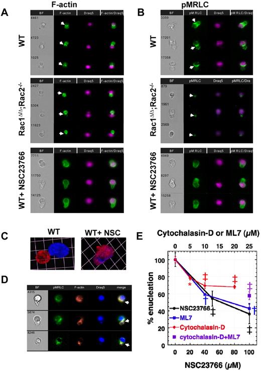 Figure 3. Rac GTPases organize F-actin and myosin into an actomyosin ring between incipient reticulocyte and pyrenocyte during enucleation. An actomyosin ring made up of F-actin (A) and pMRLC (B) is shown in enucleating WT and Rac1Δ/Δ;Rac2−/− erythroblasts (indicated by white arrowheads). In contrast, an actomyosin ring is not formed in WT erythroblasts incubated with NSC23766 (100μM) that inhibits all Rac GTPases. In the erythroblasts observed to attempt enucleation under total Rac inhibition, actin and pMRLC continue to surround the nucleus. Three representative images are shown in each panel from at least 30 cells with similar morphology in each category studied. Images were obtained with a 40× objective lens by Imagestreamx. (C) Confocal microscopy image of WT erythroblasts incubated without and with NSC23766 confirms lagged distribution of F-actin around the nucleus when Rac-GTPases are inhibited. In the WT image (on the left), the contractile ring is not visible, probably because the cell is at the final stage of enucleation with the nucleus almost separating. F-actin was labeled with rhodamine-phalloidin (red) and nucleus with 4,6-diamidino-2-phenylindole (DAPI; blue). Images were obtained with a 100× oil-immersed objective lens, numerical aperture 1.45, and processed using Volocity Version 4.1 software to produce a 3-dimensional reconstruction of the cells visualized; 1 unit represents 4.1 μm. (D) F-actin and myosin (labeled on pMRLC) colocalize at the cleavage furrow to form an actomyosin ring. Images were obtained with a 60× objective lens by Imagestreamx. (E) Effect of pharmacologic inhibitors of actin filament assembly (cytochalasin-D), MRLC phosphorylation (ML7), and Rac GTPase activity (NSC23766) on the enucleating efficiency of WT erythroblasts in fast enucleation assay as percentile of the control sample. The absolute enucleation efficiency of the control sample in this experiment was 40.4% ± 5.3%. Data are mean ± SEM; n = 3. *P < .02 (control vs each of the inhibitor-treated samples). ‡P < .005 (control vs each of the inhibitor-treated samples). †P < .0005 (control vs each of the inhibitor-treated samples). Sample treated with both cytochalasin-D (10μM) and ML7 (25μM) demonstrated inhibition of enucleation compared with control (P < .005) but not a statistically significant difference from cytochalasin-D or ML7-alone treated samples.