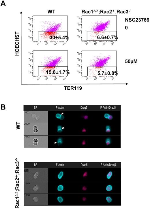 Figure 4. Genetic deletion of all Rac GTPases results in impaired distribution of F-actin in enucleating erythroblasts. (A) Rac1Δ/Δ;Rac2−/−;Rac3−/− erythroblasts exhibited statistically significant inhibition of enucleation in long-term in vitro erythropoiesis culture compared with WT erythroblasts (n = 3, P < .05 between WT and Rac1Δ/Δ;Rac2−/−;Rac3−/− erythroblasts). Incubation of Rac1Δ/Δ;Rac2−/−;Rac3−/− erythroblasts with 50μM NSC23766 did not enhance inhibition of enucleation in a significant manner, indicating that the inhibitory effect of NSC23766 in enucleation is probably not caused by off-target effects. (B) F-actin in Rac1Δ/Δ;Rac2−/−;Rac3−/− erythroblasts continues to surround the nucleus in the enucleating erythroblast and does not assemble into CAR formation to separate the nucleus from the reticulocyte, in a similar pattern with the erythroblasts incubated with NSC23766. Images were obtained with a 40× objective lens by Imagestreamx.