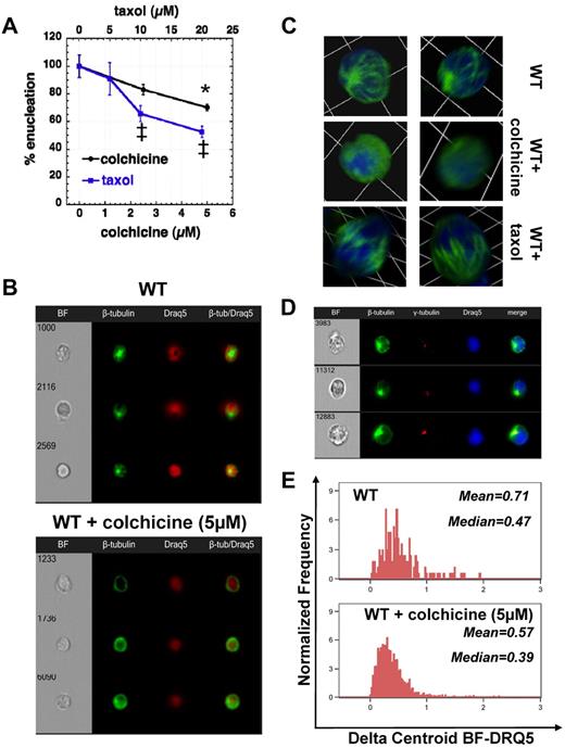 Figure 5. Inhibition of tubulin polymerization or depolymerization impedes enucleation by inhibition of erythroblast polarization. (A) Effect of an inhibitor of tubulin polymerization (colchicine) or an inhibitor of tubulin depolymerization (taxol) on the enucleating efficiency of WT erythroblasts in fast enucleation assay, normalized as percentile of the control sample (mean ± SEM; n = 3). *P < .05 for 5μM colchicine-treated sample versus control. ‡P < .005 for 10 and 20μM taxol-treated samples vs control. The absolute enucleation efficiency of the control sample in this experiment was 47.9% ± 4.6%. (B) Polarized microtubule formation is visible in control WT erythroblasts (stained with β-tubulin–AlexaFluor-488 and the nuclear stain Draq5), whereas β-tubulin is diffusely stained in the erythroblasts incubated with colchicine (5μM) for 6 hours in the fast in vitro enucleation assay. Images were obtained with a 40× objective lens by Imagestreamx. (C) Confocal microscopy images of WT erythroblasts incubated without and with colchicine or taxol. β-tubulin was labeled with AlexaFluor-488 (green) and nucleus with DAPI (blue). Z-stack images were obtained with a 63× oil-immersed objective lens, numerical aperture 1.45, and processed using Volocity Version 4.1 software to produce a 3-dimensional reconstruction of the cells visualized; 1 unit represents 6.8 μm. WT orthochromatic erythroblasts demonstrate a unipolar microtubule assembly embracing the nucleus that appears to be pushed through as the cell elongates. Inhibition of microtubule polymerization with colchicine caused a diffuse staining for β-tubulin, whereas inhibition of microtubule depolymerization with taxol produced thickened microtubule bundles (previously seen by Koury et al6) that appear to maintain a grip around the nucleus. (D) Microtubules radiate from a γ-tubulin–rich area in orthochromatic erythroblasts to induce cell polarization. β-tubulin was labeled with AlexaFluor-488 (green), γ-tubulin with AlexaFluor-555 (red), and nucleus with DAPI (blue), and images were obtained with a 60× objective lens by Imagestreamx. (E) Inhibition of tubulin polymerization by colchicine inhibited cell polarization, as demonstrated from the distribution of the parameter Delta Centroid BF-DRQ5, which measures the distance between the center of the cell body as seen in bright-field and the center of the nuclear staining achieved with Draq5; median and mean values of the Delta Centroid BF-DRQ5 of control and colchicine-treated WT orthochromatic erythroblasts are shown, and the difference of the 2 samples is statistically significant (P < .001).