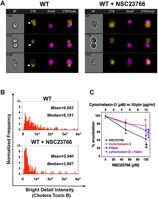 Figure 6. Lipid raft clustering is necessary for enucleation and is regulated by Rac GTPases. (A) Staining of control and NSC23766-treated enucleating erythroblasts with CTB-AlexaFluor-594, which labels the lipid raft marker ganglioside GM1, revealed that Rac inhibition inhibits lipid raft clustering in the cleavage furrow between incipient reticulocyte and pyrenocyte (indicated by white arrowheads). Three representative images are shown in each panel from at least 40 cells with similar morphology in each category. Images were obtained with a 60× objective lens by Imagestreamx. (B) The bright detail intensity of lipid raft staining decreased significantly in enucleating WT erythroblasts incubated with the Rac GTPases inhibitor NSC23766 (50μM). Medians and means for bright detail intensity of CTB staining in control WT and NSC23766-inhibited enucleating erythroblasts are shown, and the difference of the 2 samples is statistically significant with P < .001. (C) Effect of pharmacologic inhibitors of actin filament assembly (cytochalasin-D), lipid raft organization (filipin), and Rac GTPase activity (NSC23766) on the enucleating efficiency of WT erythroblasts in a fast enucleation assay as percentile of the control sample. The absolute enucleation efficiency of the control sample in this experiment was 51.5% ± 3.4%. Data are mean ± SEM; n = 6. *P < .05 (vs control). ‡P < .005 (vs control).