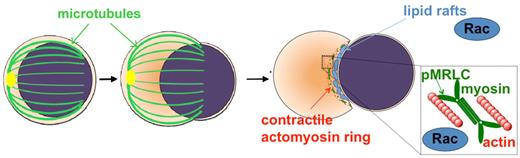 Figure 7. Working model of the erythroblast enucleation process. Microtubules assist in the establishment of polarity in orthochromatic erythroblasts. Actin, under the control of Rac GTPases, assembles with myosin to form an actomyosin ring in the “cleavage furrow” between nucleus and incipient reticulocyte. The phosphorylation of MRLC allows the actomyosin complex to contract. Lipid rafts, containing and coordinated by Rac GTPases, coalesce in the cleavage furrow serving possibly to position the actomyosin ring properly and to target secretory vesicles toward creation of new membrane and separation of the nucleus.