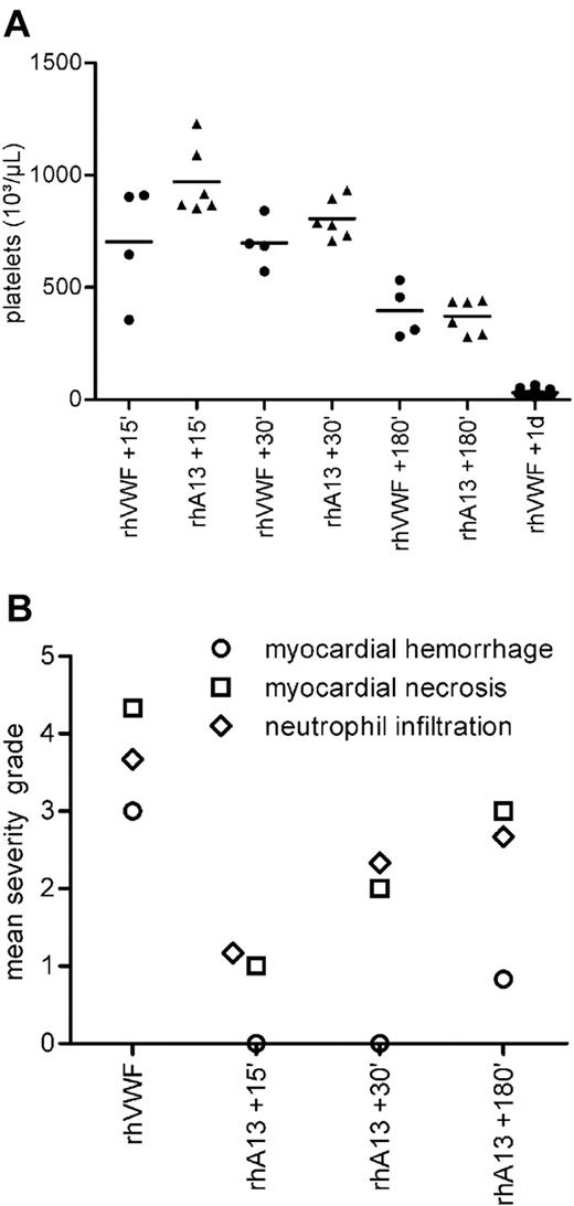 Figure 5. Therapeutic efficacy of rhADAMTS13. (A) Platelet counts. All mice were challenged with 2000 VWF:RCoU/kg BW rhVWF at time point zero. Four groups of animals (●; rhVWF) did not receive any further treatment, and platelet count was assessed 15, 30, and 180 minutes and 1 day after challenge. These mice developed a thrombocytopenia (also shown in Figure 3). Three groups of mice received therapeutic treatment with 320 FRETS-U/kg BW of rhADAMTS13 (▴; rhA13), 15, 30, or 180 minutes after challenge with rhVWF. Platelet count of these groups was assessed on day 1. Data derived from the rhVWF-challenged controls (●; rhVWF) indicated that the animals allocated to treatment had already developed a thrombocytopenia at the time point of treatment. At day 1, platelet counts were higher for all rhADAMTS13-treated groups (▴) compared with the untreated group (●; rhVWF 1 day). Deductively, therapeutic administration of rhADAMTS13 caused a stabilization of the platelet counts at the respective time point of treatment (eg, rhVWF +15 minutes vs rhADAMTS13 + 15 minutes). (B) Pathologic changes. The same animals as in panel A were scrutinized on day 1 for pathologic changes in the heart. Incidences and severity of myocardial hemorrhage (○), myocardial necrosis (□), and neutrophil infiltration of the myocardium (♢) were highest in the nontreated control group (n = 6). Therapeutic treatment with 320 FRETS-U/kg BW of rhADAMTS13 (n = 6) had a beneficial treatment interval-dependent effect on the incidence and severity of pathologic changes.