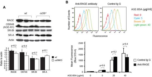 Figure 2. RAGE and other potential AGE receptors are expressed on mouse platelets. (A) Platelet lysates from wt and cd36-null mice were subjected to immunoblot assays with the indicated Abs. Membranes were stripped and reblotted with antiactin as a loading control. Band densities were measured and plotted as ratios to actin (n = 3). (B) Isolated wt platelets were incubated with 10 μg/mL of RAGE-blocking Ab or control IgG 45 minutes before being treated with biotin-labeled AGE-BSA, as described in Figure 1A. The histogram shown is representative of 4 and the bar graph shows mean fluorescence intensities (± SEM).