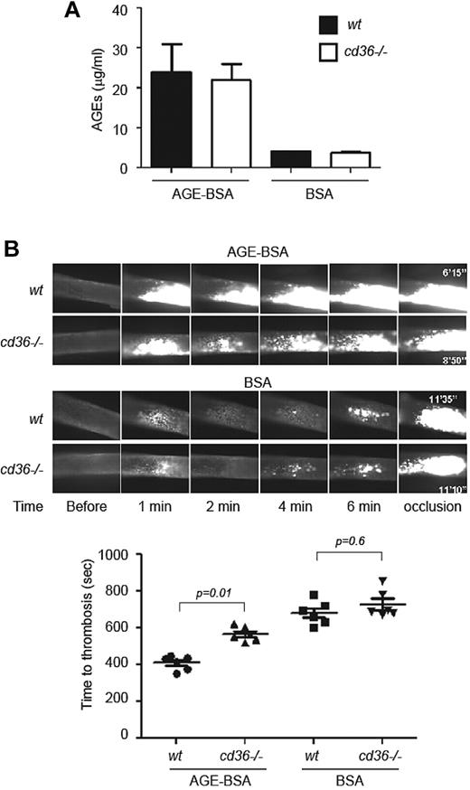 Figure 7. Deletion of cd36 rescues accelerated thrombus formation induced by AGE injection in vivo. (A) AGE-BSA or BSA was injected directly into wt or cd36-null mice through the jugular vein and allowed to circulate for 20 minutes. Plasma levels of AGEs were then assessed by ELISA. Graph shows means ± SEM. (B) Mice treated as in panel A were subjected to FeCl3-induced thrombosis as in Figure 3. Representative images of intracarotid thrombi at the indicated time points are shown (top) and the bar graph shows the mean times to occlusive thrombosis (n > 6 for all groups).