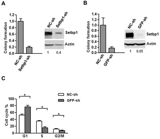 Figure 2. Setbp1 knockdown inhibits the proliferation of Setbp1-immortalized myeloid progenitors. (A) Left panel, mean and SD of colony formation potential of BM70 cells in the presence of SCF and IL-3 at 48 hours after infection with a Setbp1-specific shRNA (Setbp1-sh) and control shRNA (NC-sh); right panel, representative Western blot analysis of Setbp1 and actin protein in the same infected cells at 72 hours after infection. Relative Setbp1 protein levels after normalization to actin levels in the same sample are indicated. (B) Mean and SD of colony formation potential in the presence of SCF and IL-3 (left panel) and Western blotting analyses (right panel) of S3 cells at 48 and 72 hours, respectively, after infection with GFP-specific shRNA (GFP-sh) and control shRNA (NC-sh). (C) Cell cycle distribution of S3 cells infected with GFP-specific and control shRNA determined by PI-staining at 96 hours after infection. The mean and SD of each phase is shown (*P < .05).