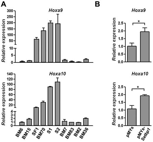 Figure 3. Setbp1 expression increases Hoxa9 and Hoxa10 mRNA levels. (A) Real-time RT-PCR analysis of total RNA from indicated immortalized progenitor lines using primers specific for Hoxa9 (top panel) and Hoxa10 (bottom panel). Lines immortalized by activation of endogenous Setbp1: SF1 and BM70; lines immortalized by retroviral Setbp1 expression: S1 and S2; Evi1-immortalized lines: BM7 and BM83; Prdm16-immortalized lines: BM2 and BM36; lines immortalized by unknown mechanisms: BM6 and BM15. Relative expression levels were calculated by normalizing to β-actin mRNA levels in the same sample and also in BM6 cells. The mean and SD of each relative expression level is shown. (B) Real-time RT-PCR analysis of Hoxa9 (top panel) and Hoxa10 (bottom panel) mRNA levels using total RNA from BM progenitors 48 hours after transduction by Setbp1 virus or empty virus. Relative expression levels were calculated by normalizing to β-actin mRNA levels in the same sample and also in cells infected with empty virus (*P < .05).