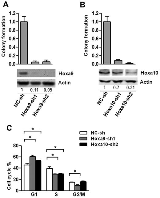 Figure 4. Hoxa9 and Hoxa10 are essential for the proliferation of Setbp1-immortalized myeloid progenitors. (A) Top panel, mean and SD of colony formation potential of BM70 cells in the presence of SCF and IL-3 at 48 hours after infection with Hoxa9-specific shRNAs (Hoxa9-sh1 and Hoxa9-sh2) and control shRNA (NC-sh); bottom panel, representative Western blotting analysis of Hoxa9 and actin protein in the infected cells of the top panel at 72 hours after infection. Relative Hoxa9 protein levels after normalization to actin levels in the same sample are indicated. (B) Mean and SD of colony formation potential in the presence of SCF and IL-3 (top panel) and Western blotting analyses (bottom panel) of BM70 cells at 48 and 72 hours, respectively, after infection with Hoxa10-specific shRNAs (Hoxa10-sh1 and Hoxa10-sh2) and control shRNA (NC-sh). Relative Hoxa10 protein levels after normalization to actin levels are indicated. (C) Cell cycle distribution of BM70 cells infected with Hoxa9-sh1 and Hoxa10-sh2 and control shRNA determined by PI-staining at 72 hours after infection. The mean and SD of each phase is shown (*P < .05).