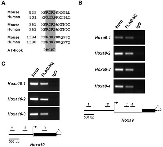 Figure 5. Setbp1 directly activates Hoxa9 and Hoxa10 transcription. (A) Amino acid sequence alignments of AT-hook DNA-binding motifs present in human and mouse Setbp1 protein. Amino acid numbers are indicated. The invariable consensus sequence of AT-hook motifs (RGRP) are highlighted in gray. (B-C) ChIP analysis of myeloid progenitors immortalized by the expression of 3xFLAG-tagged Setbp1 using anti-FLAG M2 antibody and control IgG. PCR products using primers specific to various regions of Hoxa9 (B) or Hoxa10 locus (C) were resolved on ethidium bromide-stained agarose gel (top panel). Results are representative of 3 independent experiments. Diagrams of tested region of Hoxa9 and Hoxa10 locus are also shown (bottom panels). Locations of PCR amplicons are indicated as black bars with corresponding numbers. Transcriptional start sites are indicated as arrows. Exons are indicated as white boxes with coding regions highlighted in black.