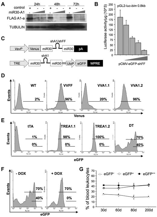 Figure 1. Generation of miR30-A1 mice. (A) The 293T cells expressing FLAG-tagged mouse A1-a were transiently transfected with graded doses of the pEGFP-miR30-A1 vector that targets all A1 isoforms. The GFP+ cells were FACS-sorted, lysed, and extracts subjected to Western blot analysis using a FLAG-specific antibody and anti-GAPDH, to compare loading. (B) The 293T cells were transiently transfected with 2 μg of pGL2-Bim 0.8 kbp reporter plasmid, driving expression of the luciferase gene under the control of the first 800 bp of the Bim gene promoter plus graded doses of pEGFP-miR30-FF (0.5, 1.0, 2.0, or 4.0 μg), targeting firefly luciferase. At 24 hours after transfection, cells were lysed and a luciferase reporter assay performed. Bars represent mean of triplicates ± SD (n = 2). (C) Schematic representation of plasmids used for mouse transgenesis. (D) Transgenic expression of Venus in peripheral blood leukocytes of F1 offspring of PCR+ founders was monitored by flow cytometric analysis. Percentages given refer to Venus+ cells. (E) Transgenic eGFP expression was quantified in peripheral blood leukocytes of single-transgenic tTA, TREA1.1, TREA1.2, and DT mice. Percentages given refer to eGFP+ cells. (F) Transgene expression in peripheral blood of double-transgenic mice was monitored before and during doxycycline application in the drinking water by flow cytometric analysis. Percentages given refer to eGFP+(low) and eGFP++(high) cells at the beginning of doxycycline treatment, day 0, or after 19 days. (G) eGFP expression in DT mice was followed in the peripheral blood over an observation period of 200 days and analyzed by flow cytometry. Data are mean of n = 4 animals ± SEM.