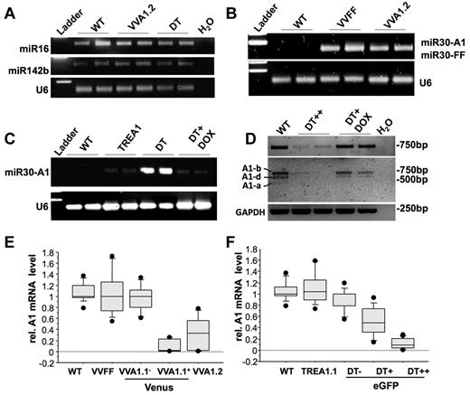 Figure 2. Normal miRNA biogenesis and effective knockdown of A1 mRNA in transgenic mice. (A) To assess the impact of transgene expression on endogenous miRNA levels of miR16 and miR142b in spleens from WT, VVA1.2, and DT mice were assessed by N-Code PCR analysis on reverse-transcribed miRNAs. U6 ribosomal RNA was amplified for reference. (B-C) siRNAs targeting firefly luciferase or A1 were assessed by N-Code PCR analysis on reverse-transcribed miRNA samples extracted from the spleen of mice of the indicated genotypes and in spleen cells derived from DT mice after 32 days of doxycycline application in the drinking water. (D) cDNA was generated from splenocytes of WT mice, sorted eGFP++ cells from untreated DT mice or DT mice kept on doxycycline for 32 days. Knockdown efficiency was evaluated by quantitative RT-PCR on cDNA using primers amplifying all A1 isoforms yielding a 743-bp product (top panel). PCR products were purified and digested by restriction enzymes BglII and NsiI to confirm knockdown of all major A1 isoforms present in spleen (see also supplemental Figure 1 for further details). Images have been gray-scale inverted for easier visualization of cleaved isoforms. (E) cDNA was generated from total spleen of WT or VVA1.2 mice as well as from FACS-sorted Venus+ or Venus− spleen cells from VVA1.1 mice. Knockdown efficiency was evaluated by quantitative RT-PCR on cDNA using primers amplifying all A1 isoforms or HPRT for normalization. (F) cDNA was generated from splenocytes of WT, TREA1 single-transgenic, or DT mice, expressing different levels of eGFP. Knockdown efficiency was evaluated as in panel D. Results of 3 independent experiments and cDNA samples from 5 animals/genotype are represented as box plots. Box length equals interquartile range. Circles represent minimal and maximal values.