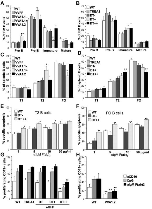Figure 4. A1 knockdown impairs B-cell responsiveness. Flow cytometric analysis of splenocytes was performed by staining single-cell suspensions derived from mice of the indicated genotypes with cell surface-marker–specific antibodies in the different subfractions, positive or negative for Venus or eGFP. (A) Early B-cell development was analyzed in the bone marrow of VVA1 mice by flow cytometric analysis, using cell surface-marker–specific antibodies to identify CD19+c-Kit+ pro-B cells, CD19+CD25+ pre-B cells, IgM+IgD− immature B cells, and IgMlowIgD+ recirculating mature B cells. (B) Analysis of early B-cell development in DT and relevant control mice performed as in panel A. (C) B-cell distribution in spleens of VVA1 and relevant control mice. Transitional type 1 (T1) B cells (IgM+IgD−), transitional type 2 (T2) B cells (IgM+IgD+), and follicular (FO) B cells (IgMlowIgD+). (D) B-cell distribution in spleens of DT and relevant control mice performed as in panel C. Data are mean ± SEM of n = 4 to 8 animals per genotype. ANOVA followed by Fisher PLSD posthoc test: *P ≤ .05, compared with WT or single-transgenic controls; **P ≤ .01, compared with WT or single-transgenic controls. (E) T2 or (F) FO B cells from DT mice were sorted based on eGFP as well as levels of surface IgM and IgD expression (T2, IgM+IgD+; FO, IgMlowIgD+) and cultured in the presence of graded concentrations of plate-bound IgM F(ab′)2 fragments. Cell viability was assessed over time by 7-amino-actinomycin D exclusion and flow cytometric analysis. The extent of apoptosis induced specifically by BCR ligation was calculated by the following equation: (induced apoptosis/spontaneous cell death) × 100. Data are mean ± SEM of 5 independent experiments performed in duplicates. ANOVA followed by Fisher PLSD posthoc test: *P ≤ .05, compared with DT− or WT controls; **P ≤ .01, compared with DT− or WT controls. Total spleen cells from WT, TREA1, DT (G) or VVA1.2 mice (H), labeled with CDP proliferation dye were incubated with the indicated mitogens (anti-CD40 mAb, 1 μg/mL; CpG oligonucleotide, 100nM; anti-IgM F(ab′)2 fragments, 2 μg/mL). The percentages of CD19+ cells that underwent cell division were assessed in cells expressing different eGFP levels after 72 hours by flow cytometric analysis. Data are mean ± SEM of 3 independent experiments performed in duplicates. ANOVA followed by Fisher PLSD posthoc test: *P ≤ .05, compared with WT or single-transgenic mice; **P ≤ .01 compared with WT or single-transgenic mice.