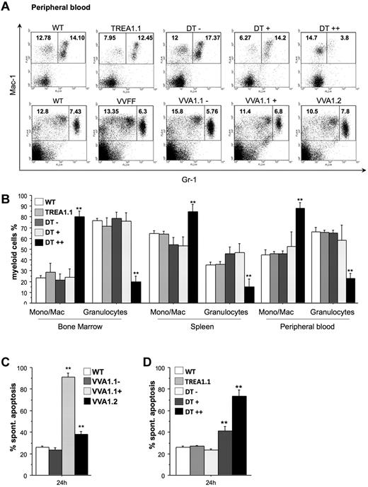 Figure 5. Impaired myelopoiesis and survival of granulocytes on A1 knockdown. (A) Representative dot blots of flow cytometric analysis of peripheral blood of mice of the indicated genotypes using antibodies to identify Mac-1+Gr-1− monocytes/macrophages and Mac-1+Gr-1+ granulocytes, respectively, are shown. Numbers refer to percentages of region analysis. (B) The composition of myeloid cells in the bone marrow, spleen, and blood of WT, TREA1 single-transgenic, and the different eGFP fractions (−, +, ++) from DT mice is shown. Data are mean ± SEM of n = 4 to 8 animals per genotype. ANOVA followed by Fisher PLSD posthoc test: *P ≤ .05, compared with WT or single-transgenic controls; **P ≤ .01, compared with WT or single-transgenic controls. Gr1high granulocytes were sorted from the bone marrow of (C) WT, the Venus+, or Venus− pool of bone marrow cells from VVA1.1 or VVA1.2 mice. Alternatively, granulocytes were isolated from (D) WT, TREA1 single-transgenic mice, or the eGFP−, eGFP+, or eGFP++ fraction of DT mice. Cells were put in culture without further treatment. Viability was assessed by 7-amino-actinomycin D exclusion in a flow cytometer. Bars represent mean ± SD of 4 mice per genotype. ANOVA followed by Fisher PLSD posthoc test: *P ≤ .05, compared with WT or single-transgenic controls; **P ≤ .01, compared with WT or single-transgenic controls.