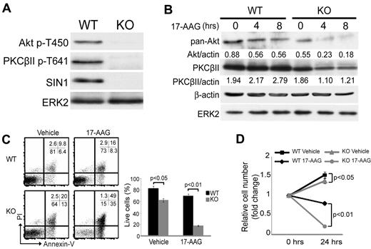 Figure 2. 17-AAG destabilizes Akt and PKCβII and induces cell death of Sin1−/− Ab-MuLV pre-B leukemia cells preferentially. (A) Total cellular proteins from Sin1+/− (wild-type; WT) or Sin1−/− (knockout; KO) Ab-MuLV pre-B cells were assayed by immunoblotting for TM phosphorylation of Akt (p-T450) and PKCβII (p-T641). Sin1 expression is shown and ERK2 expression was used as a loading control. (B) Sin1 WT or KO Ab-MuLV pre-B cells were cultured in the presence or absence of 5μM 17-AAG for the indicated periods of time. Total Akt or PKCβII expression at each time point was measured by immunoblotting. ERK2 and β-actin expression served as loading controls. The Akt/actin or PKCβII/actin ratios were calculated by dividing the total pixel volume of Akt or PKCβII by the total pixel volume of β-actin. The results shown are representative of 2 independent experiments. (C) Sin1 WT or KO Ab-MuLV pre-B cells were cultured with or without 5μM 17-AAG for 24 hours. Cell viability was measured by flow cytometry with PI and annexin V staining. A representative FACS plot is shown on the left. The numbers in the plot show percentages of the gated populations in each quadrant. The data shown on the right graph are the average of triplicate samples from 1 of 3 independent experiments. (D) Sin1 WT or KO Ab-MuLV pre-B cells were cultured for 24 hours with or without 5μM 17-AAG and the relative change in viable cell number was determined. The data shown are the average of triplicate samples from 1 of 3 independent experiments. The P values shown were calculated by a 2-tailed t test.