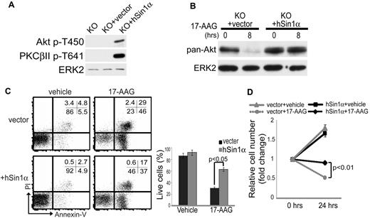 Figure 3. Rescue of mTORC2-dependent TM phosphorylation protects Sin1−/− Ab-MuLV pre-B cells from 17-AAG–mediated Akt degradation and cell death. (A) Total proteins from Sin1−/− (knockout; KO), empty vector (KO + vector), or human Sin1 (KO + hSin1α)–reconstituted Sin1−/− Ab-MuLV pre-B leukemia cells were assayed by immunoblotting for Akt and PKCβII TM phosphorylation as described in Figure 2A. ERK2 expression was used as a loading control. (B) Total cellular proteins were extracted from empty vector (+vector) or human Sin1 (+hSin1α)–reconstituted Sin1−/− Ab-MuLV–transformed leukemia cells that were treated with 5μM 17-AAG for 0 or 8 hours. Total Akt protein levels were then measured by immunoblotting, with ERK2 serving as a loading control. The data shown are representative of 2 independent experiments. (C) Empty vector (vector) or hSin1α–reconstituted Sin1−/− Ab-MuLV leukemia cells were treated with vehicle or 5μM 17-AAG for 24 hours. Cell viability was measured by PI and annexin V staining and flow cytometric analysis. A representative FACS plot is shown on the left. The numbers in the plot show the percentages of the gated populations in each quadrant. The graph on the right shows the relative proportion of live cells (PI−annexin V−) in each culture condition after 24 hours. The data shown are the average of triplicate samples with SD from 1 of 3 independent experiments. (D) The relative change in total cell number of vector or hSin1α–transduced Sin1−/− Ab-MuLV pre-B cells cultured with or without 5μM 17-AAG for the indicated amount of time is shown. The data are the average of triplicate samples with SD from 1 of 3 independent experiments. The P values shown were calculated by a 2-tailed t test.