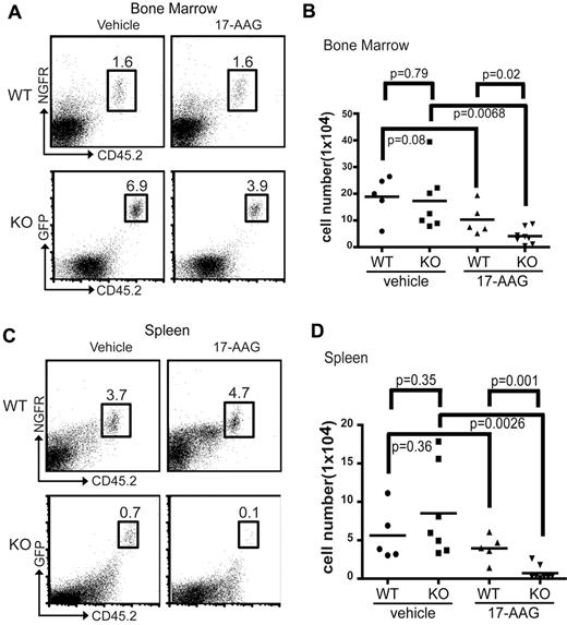 Figure 4. 17-AAG inhibits Sin1−/− leukemia growth preferentially in vivo. Sublethally irradiated wild-type CD45.1 congenic mice were transplanted with 1 × 106 Sin1+/+ (CD45.2+NGFR+; wild-type; WT) or Sin1−/− (CD45.2+GFP+; knockout; KO) p210 BCR-Abl–transformed mouse leukemia cells by tail vein injection. The transplanted mice were treated with 17-AAG (80 mg/kg/d in corn oil) or vehicle (corn oil) daily for 5 consecutive days beginning 24 hours after tumor-cell transplantation. Mice were killed 24 hours after the last drug treatment and the percentage and total number of Sin1+/+ (wild-type; WT) or Sin1−/− (knockout; KO) pre-B leukemia cells in the BM (A-B) and spleen (C-D) were analyzed by flow cytometry. The total number of mice in each treatment group are as follows: WT vehicle-treated, n = 5; WT 17-AAG–treated, n = 5; KO vehicle-treated, n = 7; and KO 17-AAG–treated, n = 7. (A) Representative FACS plots showing the percentages of transplanted WT and KO leukemia cells (numbers in the boxes) in BM. (B) Summary of total number of transplanted leukemia cells in the whole BM extracted from one long leg bone (tibia) of WT or KO mice treated with vehicle or 17-AAG. Each symbol represents the cells from one tibia of the indicated recipient mice. (C) Representative FACS plots showing the percentages of transplanted WT and KO leukemia cells (numbers in the boxes) in the spleen. (D) Summary of total number of transplanted leukemia cells in the spleen of WT or KO mice treated with vehicle or 17-AAG. Each symbol represents the cells from the spleens of the indicated recipient mice.