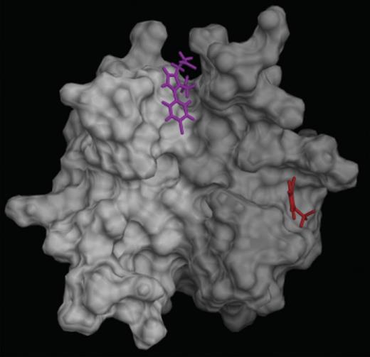 Figure 7. Predicted binding sites of PF4 antagonists. PF4 antagonists PF4A31 (magenta) and PF4A35 (red) are predicted to bind preferentially at different locations on the surface of the PF4 dimer (white-gray).