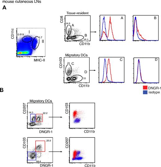 Figure 1. Mouse lymph nodes contain resident and migratory DNGR-1+ CD8α+-like DCs. (A) Flow cytometric analysis of cutaneous draining lymph node cell suspensions from B6 mouse. Live cells were analyzed for the expression of CD11c versus MHCII (top right panel). Two populations were defined (gate I, CD11chigh MHCIIinter tissue-resident DCs; gate II, CD11cinter to high MHCIIhigh migratory DCs) and analyzed for the expression of, respectively, CD8 versus CD11b (for gate I), or CD103 versus CD11b (for gate II, top left panels). Four populations were defined (gate A, CD8+, CD11b−; gate B, CD8−, CD11b+; gate C, CD103+, CD11b−; and gate D, CD103−, CD11b+) and analyzed for the expression of DNGR-1 (red) or for an isotype control antibody (blue). (B) CD11cinter to high MHCIIhigh migratory DCs were analyzed for the expression of CD207 versus DNGR-1 (top left panel). Two populations were defined (blue gate, CD207+, DNGR-1−; and red gate, CD207+, DNGR-1+) and analyzed for the expression of CD103 versus CD11b. Migratory DCs were analyzed also for the expression of CD103 versus DNGR-1 (bottom left panel). Two populations were defined (blue gate, CD103−, DNGR-1−; and red gate, CD103+, DNGR-1+) and analyzed for the expression of CD207 and CD11b. Numbers indicate percentage of cells in each of the indicated gates. Arrows indicate gating strategy. (A-B) Data are representative of 2 independent experiments.
