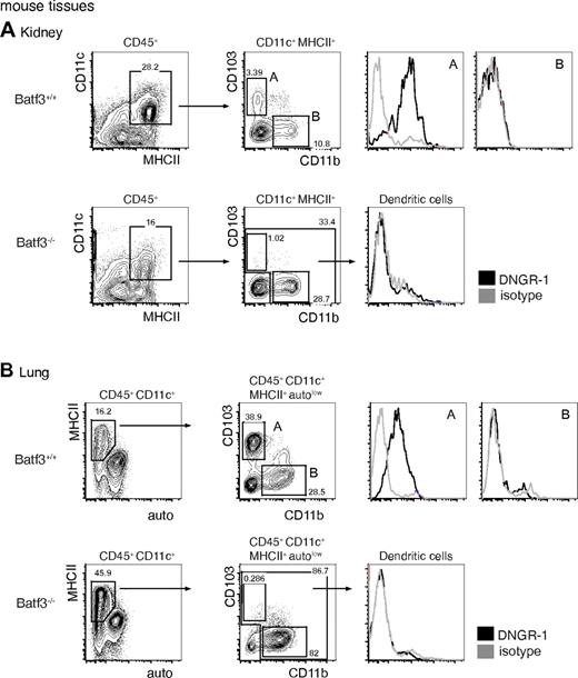 Figure 2. DNGR-1+ CD103+ CD11b− DCs are found in mouse nonlymphoid tissues. (A) CD11c+ MHCII+ CD45+ live kidney cells from Batf3-sufficient mice (B6; top left panel) or Batf3−/− mice (bottom left panel) were analyzed as in Figure 1 for the expression of CD103 versus CD11b. For the Batf3+/+ mice, 2 populations were defined: gate A, CD103+, CD11b−; and gate B, CD103−, CD11b+. For the Batf3−/− mice, only 1 DC gate was defined encompassing gates A and B. Cells within these gates were analyzed for staining with anti–DNGR-1 (black) or an isotype-matched control antibody (grey). (B) CD11c+ MHCII+ CD45+ autolow live lung cells were analyzed as described for the kidney. Numbers indicate percentage of cells in each of the indicated gates. Arrows indicate gating strategy. (A-B) Data are representative of 2 independent experiments.