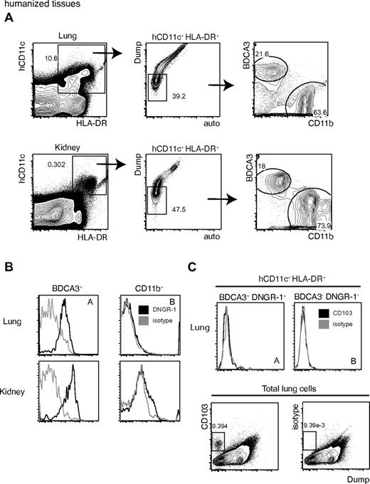 Figure 3. DNGR-1+ BDCA3+ DCs are found in nonlymphoid tissues of humanized mice. (A) hCD11c+ HLA-DR+ lung (top left panel) or kidney (bottom left panel) cells were analyzed as shown for the expression of BDCA3 versus CD11b (right panel), after having gated out Dump+ auto+ cells (middle panels). Two populations were defined: gate I, BDCA3+, CD11b−; and gate II, BDCA3−, CD11b+. The Dump channel contains the following stainings grouped together: a Lin cocktail (anti–human CD3/CD19/CD56), an anti–mouse CD45, and a viability marker. (B) Lung (top panels) and kidney (bottom panel) BDCA3+ (left panels) or CD11b+ (right panels) cells, as defined in panel A by gates I and II, were analyzed for the expression of DNGR-1 (black) or for an isotype control Ab (grey). (C) hCD11c+ HLA-DR+ BDCA3+ lung cells, as gated in panel A, expressing DNGR-1+ (top left) or not (top right) were analyzed for CD103 expression (black) or for an isotype control antibody (grey). As an internal control, total lung cells were also analyzed for these markers versus the Dump channel (bottom). Numbers indicate percentage of cells in each of the indicated gates. Arrows show gating strategy. (A-B) Data are representative of at least 3 independent experiments.
