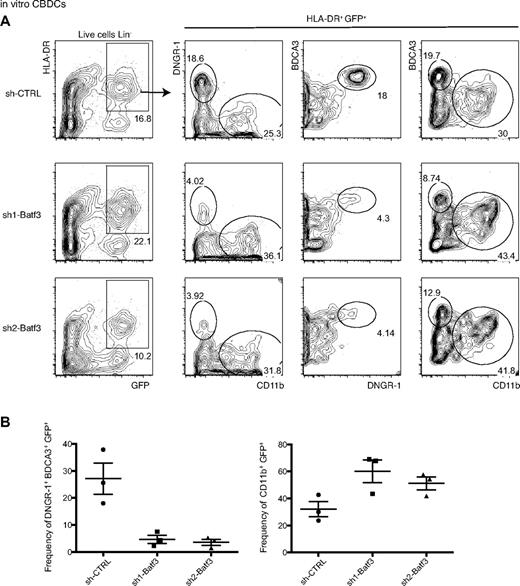 Figure 5. In vitro generated DNGR-1+ BDCA3+ CBDCs are Batf3-dependent. CBDCs were generated and infected with different sh-RNA LVs as described in “LV production.” (A) Lin− (CD3/14/16/19/20/56) live cells were analyzed for the expression of HLA-DR and GFP. HLR-DR+ GFP+ cells were analyzed for the expression DNGR-1 versus CD11b, BDCA3 versus DNGR-1, and BDCA3 versus CD11b. (B) Frequency of DNGR-1+ BDCA3+ GFP+ (left panel) and of CD11b+ GFP+ cells (right panel). (A-B) Data are representative of multiple CBDC cultures with 2 independent pools of CB-derived HSCs/HPCs.