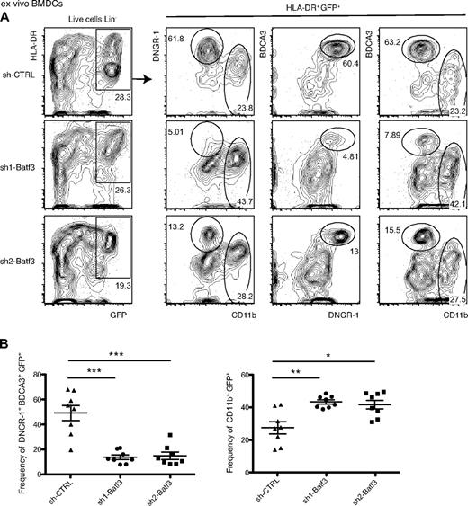 Figure 6. Ex vivo generated DNGR-1+ BDCA3+ from humanized mice are Batf3-dependent. (A) BMDCs were generated as described in “In vitro–differentiated DCs” from bone marrow of humanized mice and analyzed as in Figure 5. (B) Frequency of DNGR-1+ BDCA3+ GFP+ (left panel) and of CD11b+ GFP+ cells (right panel). Numbers indicate percentage of cells in each of the indicated gates. (A) One representative experiment of 2 is shown, with 4 mice for each sh-RNA. (B) Data are mean ± SEM of 2 independent experiments. *P < .05 (Mann-Whitney test). **P < .01 (Mann-Whitney test). ***P < .001 (Mann-Whitney test). sh-CTRL indicates control.