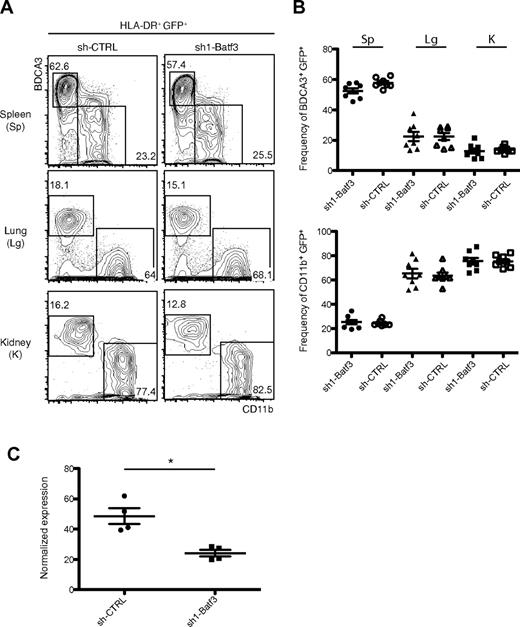 Figure 7. Batf3 silencing is not sufficient to impair DNGR-1+ BDCA3+ DC development in humanized mice. (A) CD11c+ HLA-DR+ live cells (same as in Figure 3) were analyzed for the expression of BDCA3 versus CD11b (top panel) among the GFP+ cells. Two populations were identified: gate I, BDCA3+, CD11b−; and gate II, BDCA3−, CD11b+. Numbers indicate percentage of cells in each of the indicated gates. (B) Frequency of BDCA3+ GFP+ (top panel) and of CD11b+ GFP+ cells (bottom panel) is shown. (C) Normalized expression of Batf3 within Lin− (CD3/14/16/19/20/56) HLA-DR+ GFP+ live cells, purified from the spleen of the humanized mice. (A,C) Data are representative of 2 independent experiments, with 4 mice for each sh-RNA. (B) Data are mean ± SEM of 2 independent experiments. *P < .05 (Mann-Whitney test). sh-CTRL indicates control; Sp, spleen; Lg, lung; and K, kidney.