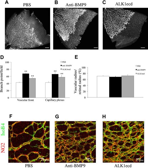 Figure 1. Anti-BMP9 treatment increases vascularization of the retina. (A-C) Visualization of blood vessels by isolectin B4 (iB4) staining of OF1 retinas at P6 after treatment with BMP9-blocking antibodies (5 mg/kg) or recombinant ALK1ecd (5 mg/kg) injected at P1 and P3. (D) Number of branching points at the capillary plexus and at the front of migration. (E) Bar graphs show the relative distance covered by the vascular plexus calculated as the ratio of the vascular radius over the retinal radius in percentage. (F-H) Pericyte coverage visualized by NG2 immunostaining of OF1 retinas at P6. Panels A through H show data from 2 litters containing 10 PBS treated pups, 9 anti-BMP9 treated pups and 5 ALK1ecd treated pups. Error bars show SEM. **P < .01 versus PBS group. (A-C) Scale bar = 200 μm.