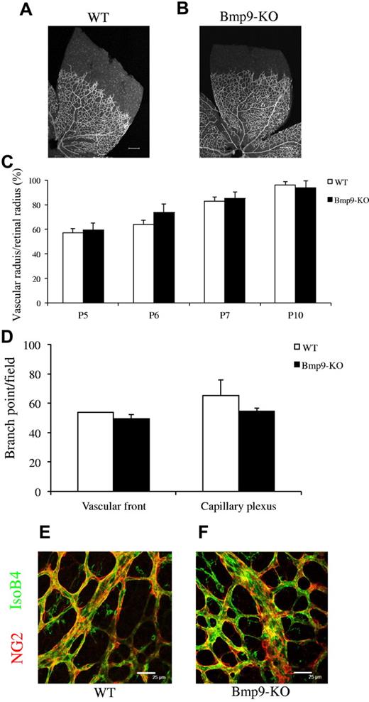 Figure 2. Bmp9-KO mice have a normal vascularized retina. (A-B) Visualization of blood vessels by isolectin B4 (iB4) staining of WT and Bmp9-KO retinas at P6. (C) Bar graphs show the relative distance covered by the vascular plexus calculated as the ratio of the vascular radius over the retinal radius in percentage at P5 (n = 6), P6 (n = 7), P7 (n = 9), and P10 (n = 4) from 2 litters. (D) Number of branching points at the capillary plexus and at the front of migration of P6 pups (n = 3 in each group). (E-F) Pericyte coverage was visualized by NG2 immunostaining. Error bars show SEM. (A-B) Scale bar = 200 μm.