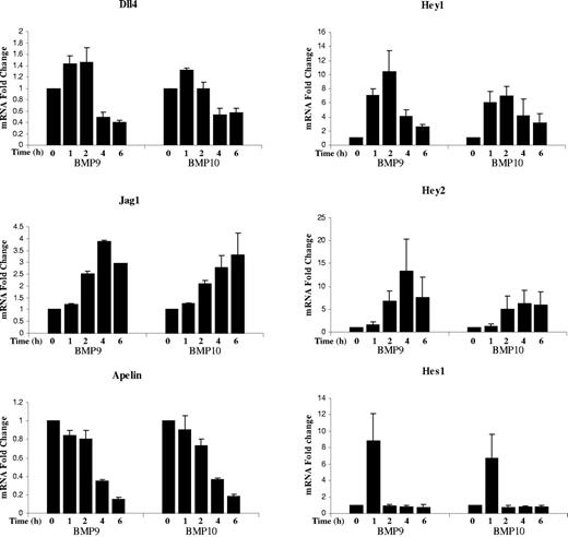Figure 6. BMP9 and BMP10 regulated genes in endothelial cells. mRNA fold changes in Dll4, Jag1, Hey1, Hey 2, Hes1, and apelin mRNA levels in hPAEcs stimulated with 0.5 ng/mL BMP9 or BMP10 at different time points (1, 2, 4, and 6 hours). Expression of HPRT was used as the normalization control. Data pooled from 3 individual experiments, each containing 2 replicates. Error bars show SEM.