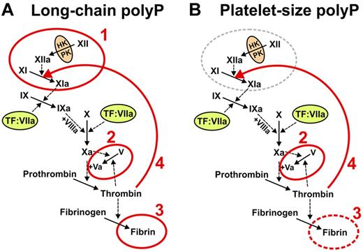 Figure 2. The roles of polyP in blood clotting vary depending on polymer length. (A) Microbial long-chain polyP (ranging from less than a hundred phosphates to several thousand phosphate units long) acts at 4 points in the clotting cascade, indicated in red: 1 initiates the contact pathway of blood clotting5,25,27; 2, accelerates factor V activation and abrogates TFPI function (the latter not shown explicitly)5,27; 3, enhances fibrin polymerization24,27,30; and 4, accelerates factor XI back-activation by thrombin.29 (B) Platelet-size polyP (∼ 60 to ∼ 100 phosphate units long) acts most potently at 3 points in the clotting cascade, indicated in red: 2 indicates abrogates TFPI function (and overlaps the minimal size necessary to accelerate factor V activation)5,27; 3, overlaps the minimal size necessary to enhance fibrin polymerization24,27,30; and 4, accelerates factor XI back-activation by thrombin.29 Reproduced from Choi et al with permission.29